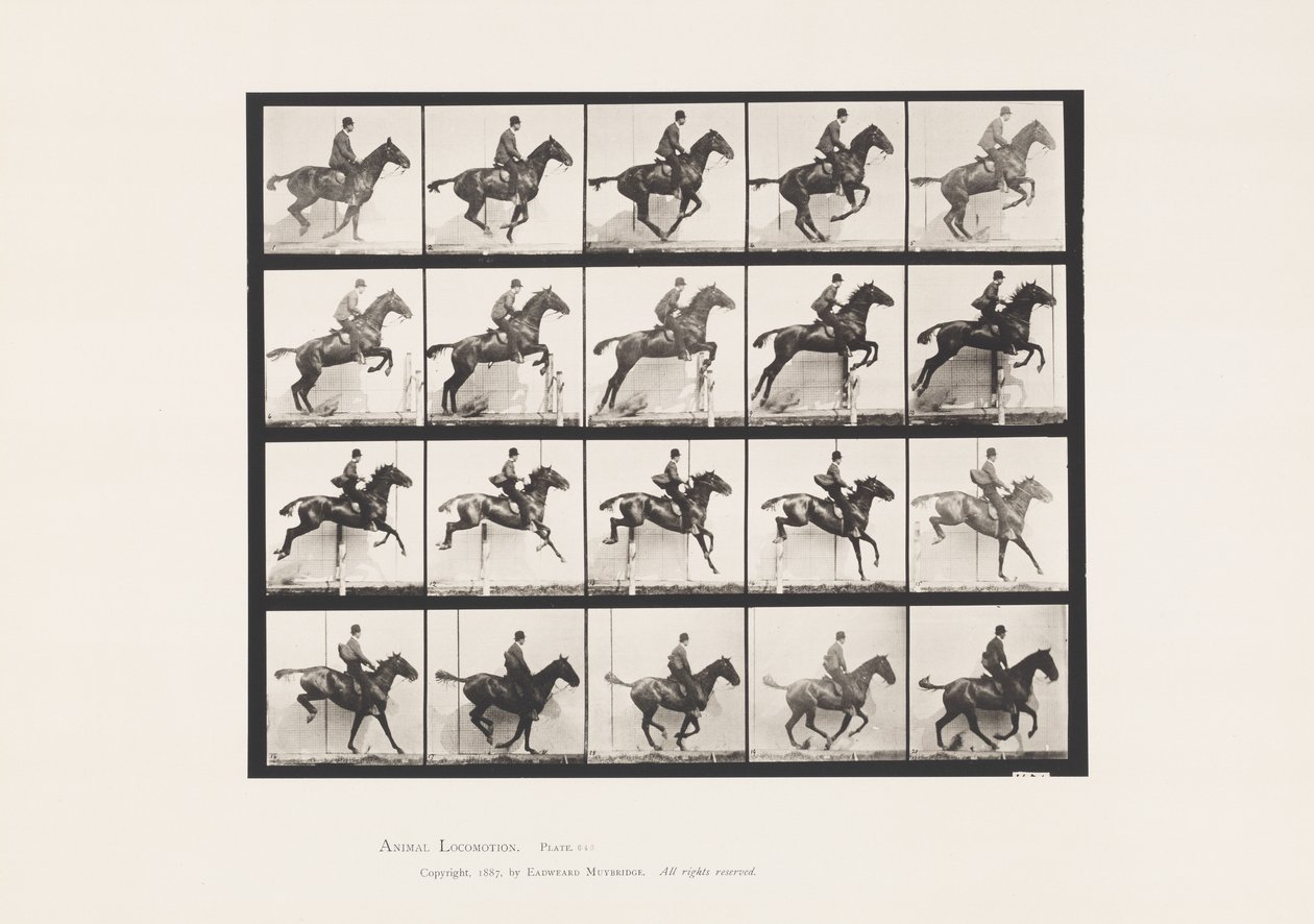Plate 640. Hoppe et hinder; Sal; Bay Horse Daisy av Eadweard Muybridge