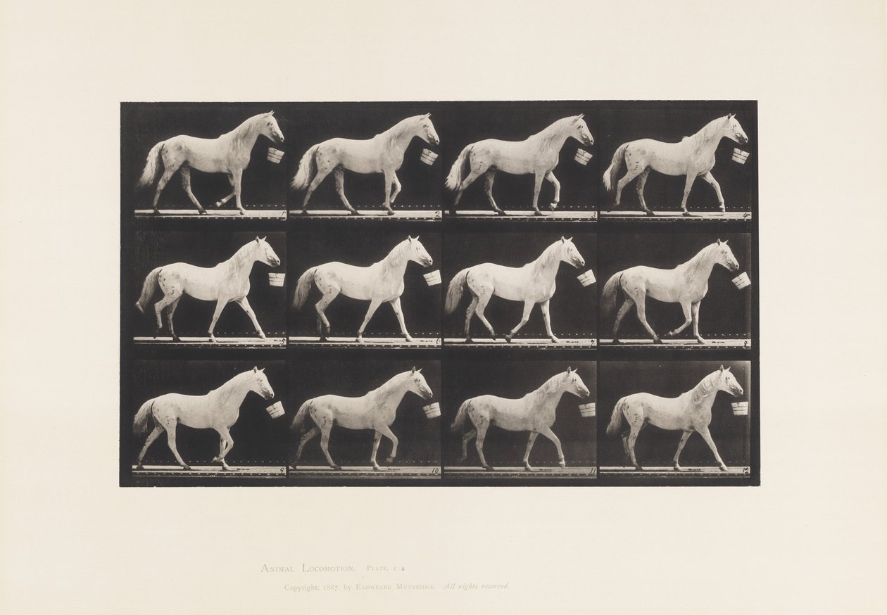 Tallerken 650. Gå med bøtte i munnen; Lys grå hest av Eadweard Muybridge