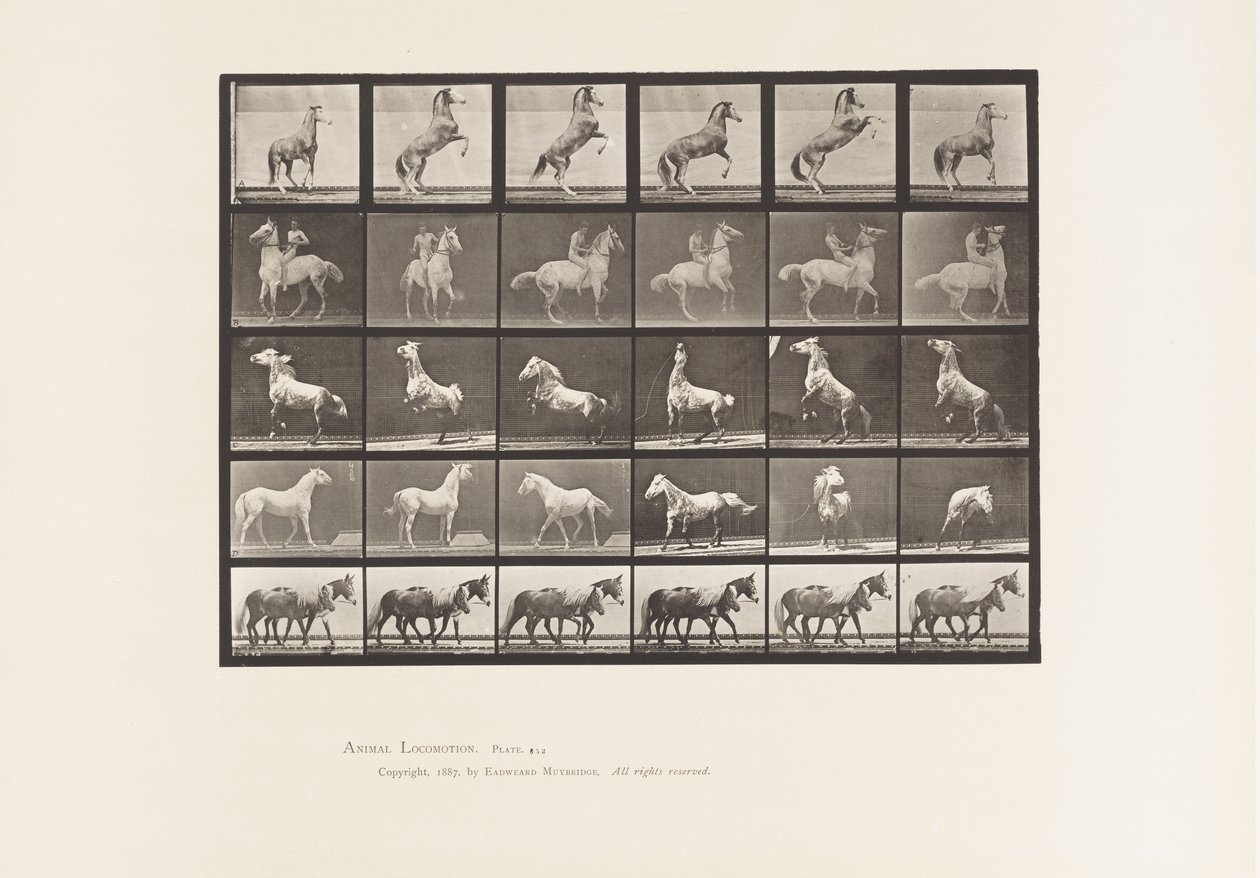 Plate 652. A, B, C, D, E, Hesteoppdrett, etc. av Eadweard Muybridge