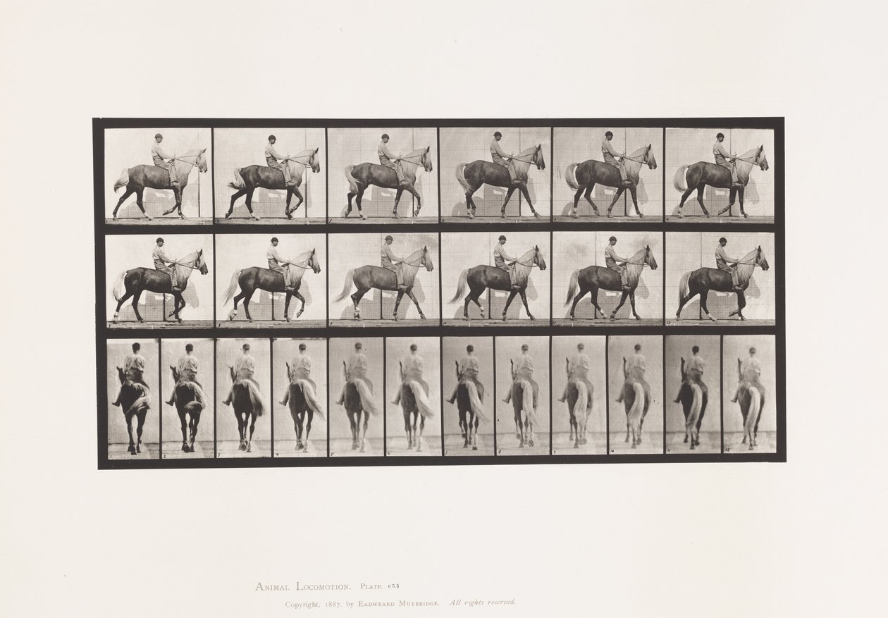 Plate 653. Gående; Sal; Lam, høyre foran fot;Heste-bukkeskinn av Eadweard Muybridge