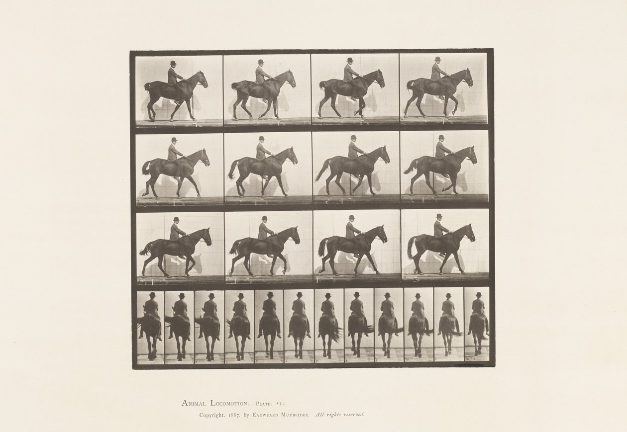 Tallerken 655. Gående; Sal; Spavin, høyre bakben; Hest av Eadweard Muybridge