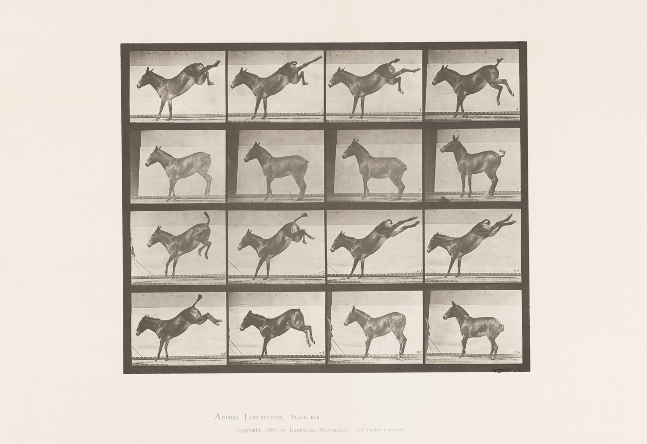 Tallerken 658. Muldyr; A, sparker; B, sparker Ruth av Eadweard Muybridge