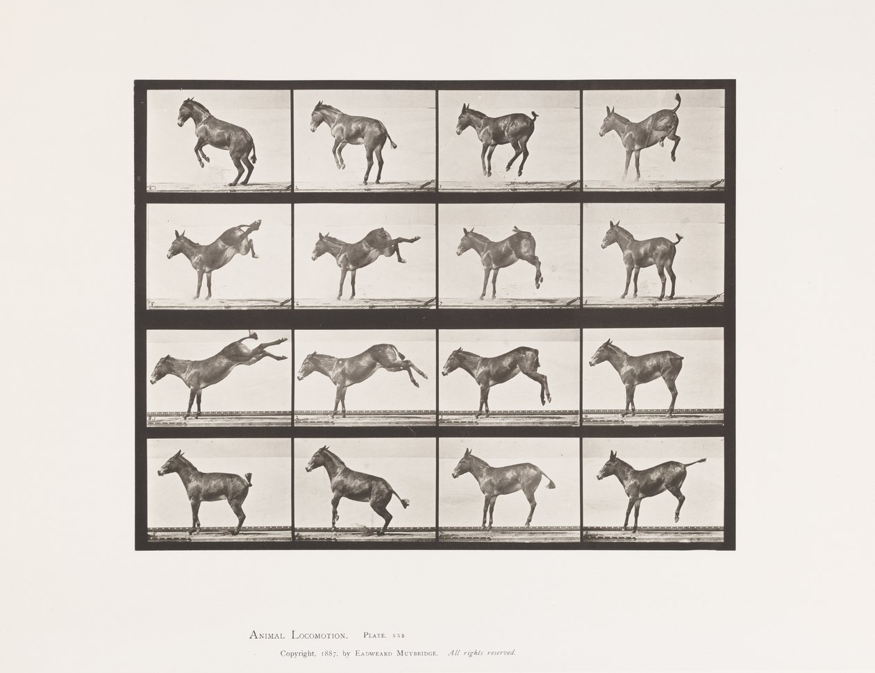 Tallerken 659. Muldyr; A, B, Bucking og Kicking; Ruth av Eadweard Muybridge