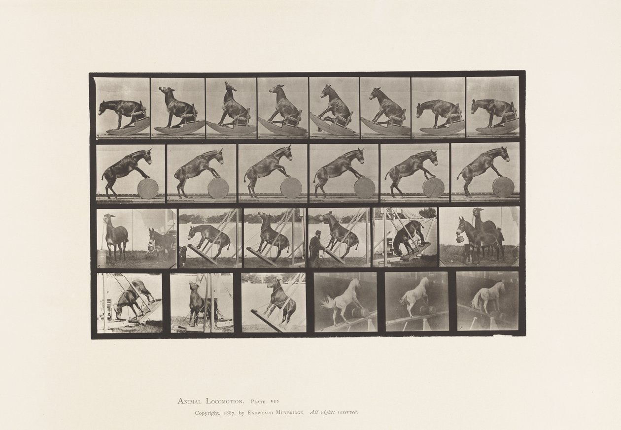 Tallerken 660. Muldyr; Diverse forestillinger Denver av Eadweard Muybridge
