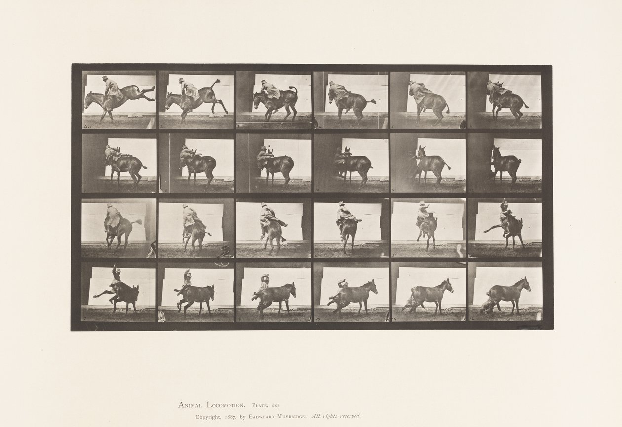 Plate 661. Muldyr; A, B, Et ildfast dyr Ruth av Eadweard Muybridge
