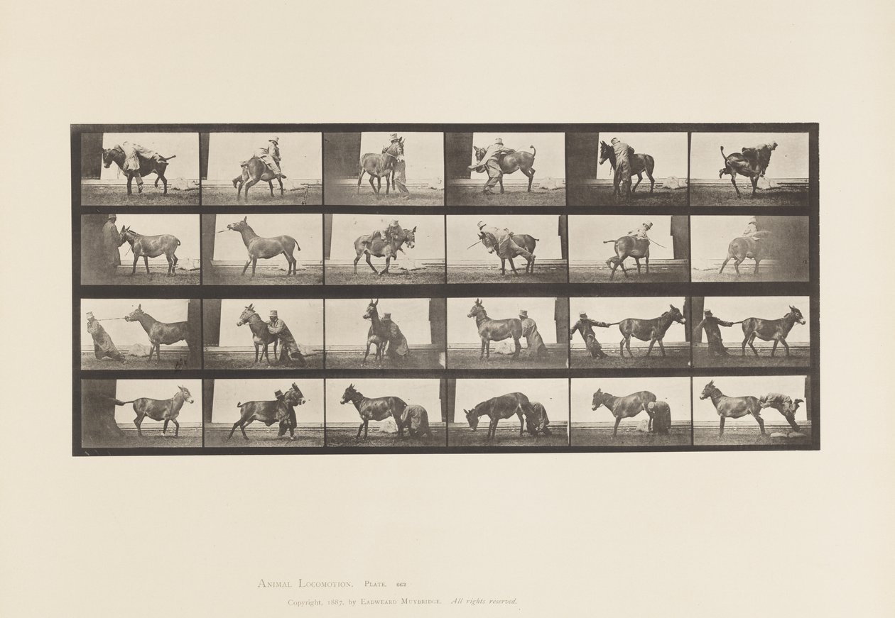 Plate 662. Muldyr; A, B, A Ildfast dyr Denver av Eadweard Muybridge