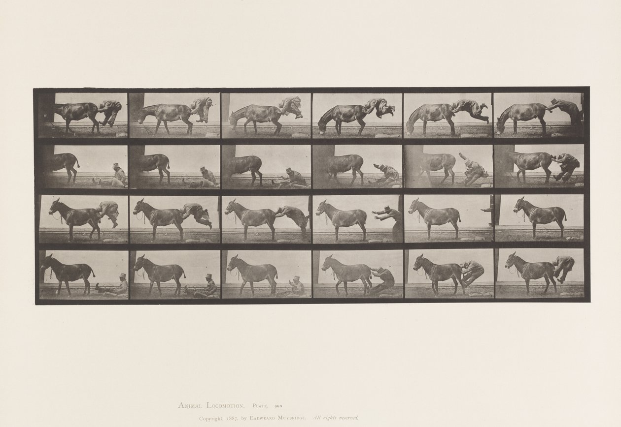Plate 663. Muldyr; A, B, A Ildfast dyr Denver av Eadweard Muybridge