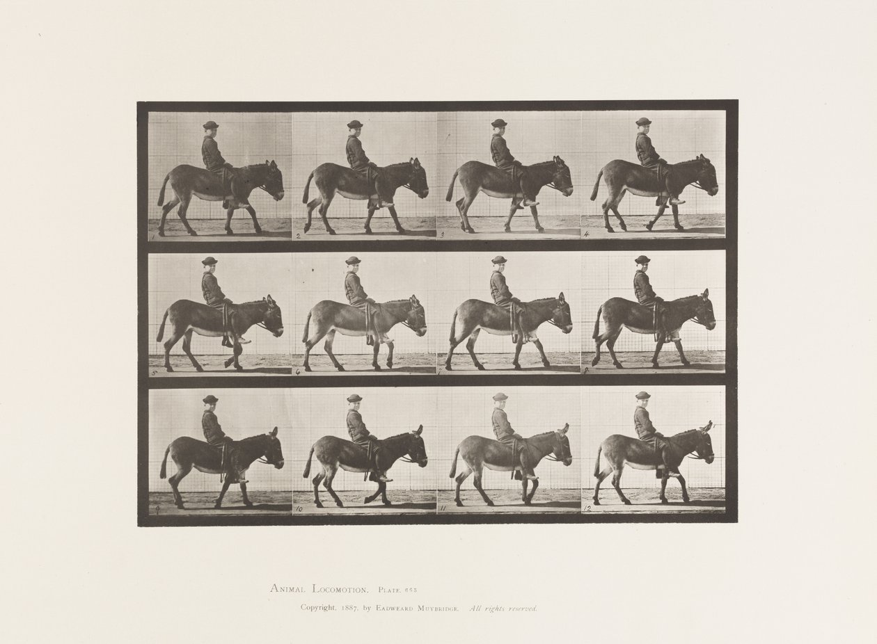 Plate 665. Ass; Turgåing; Bareback; en gutt som rir, Jennie av Eadweard Muybridge