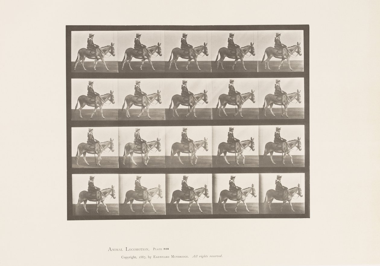 Plate 666. Ass; Turgåing; Sal; En jente som rir, Zoo av Eadweard Muybridge