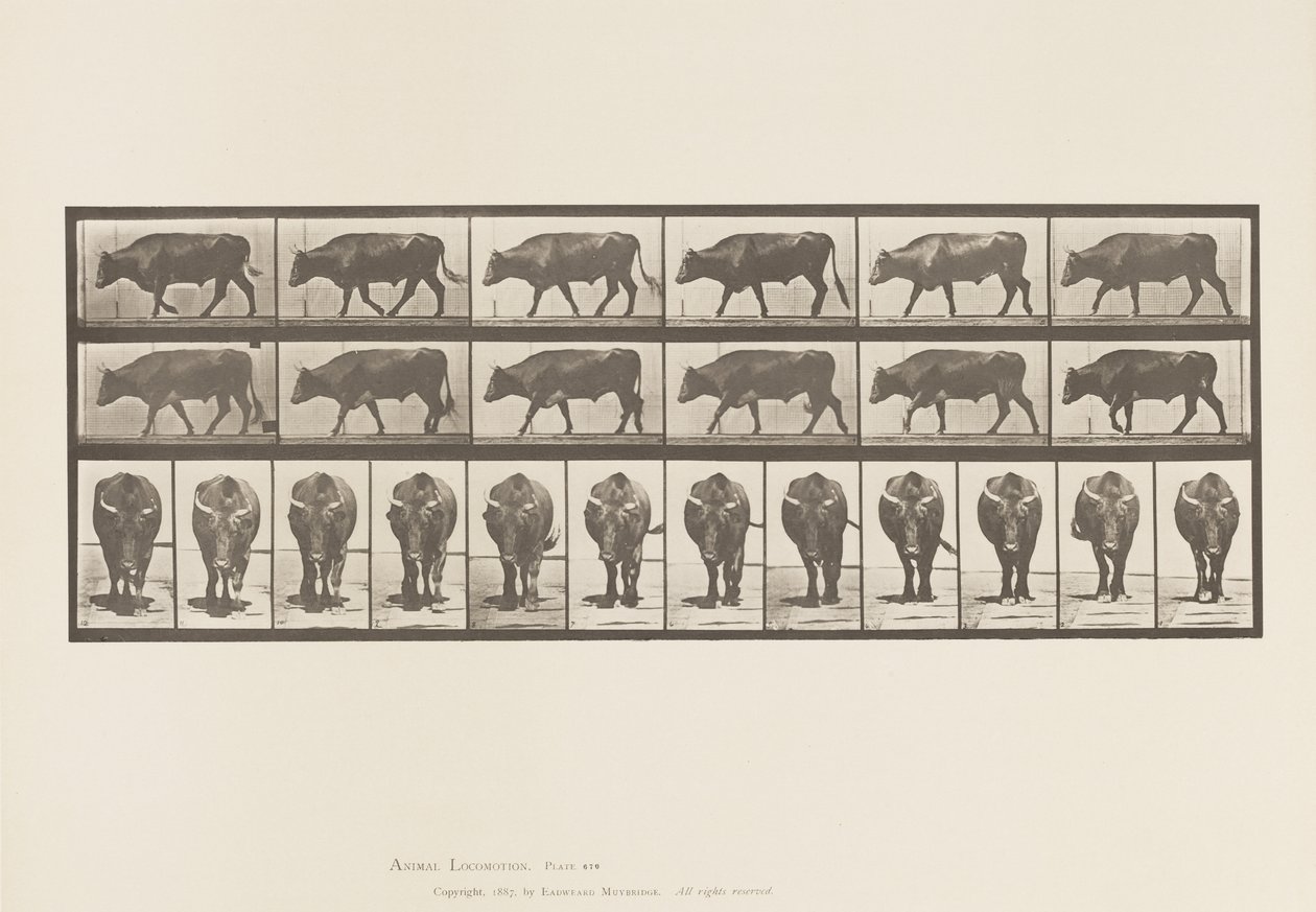 Plate 670. Okse; Går av Eadweard Muybridge