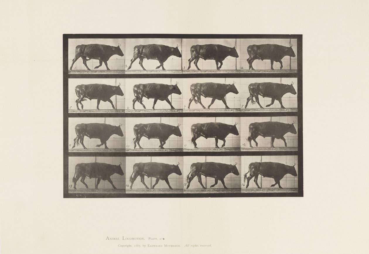 Plate 672. Okse; Trav av Eadweard Muybridge