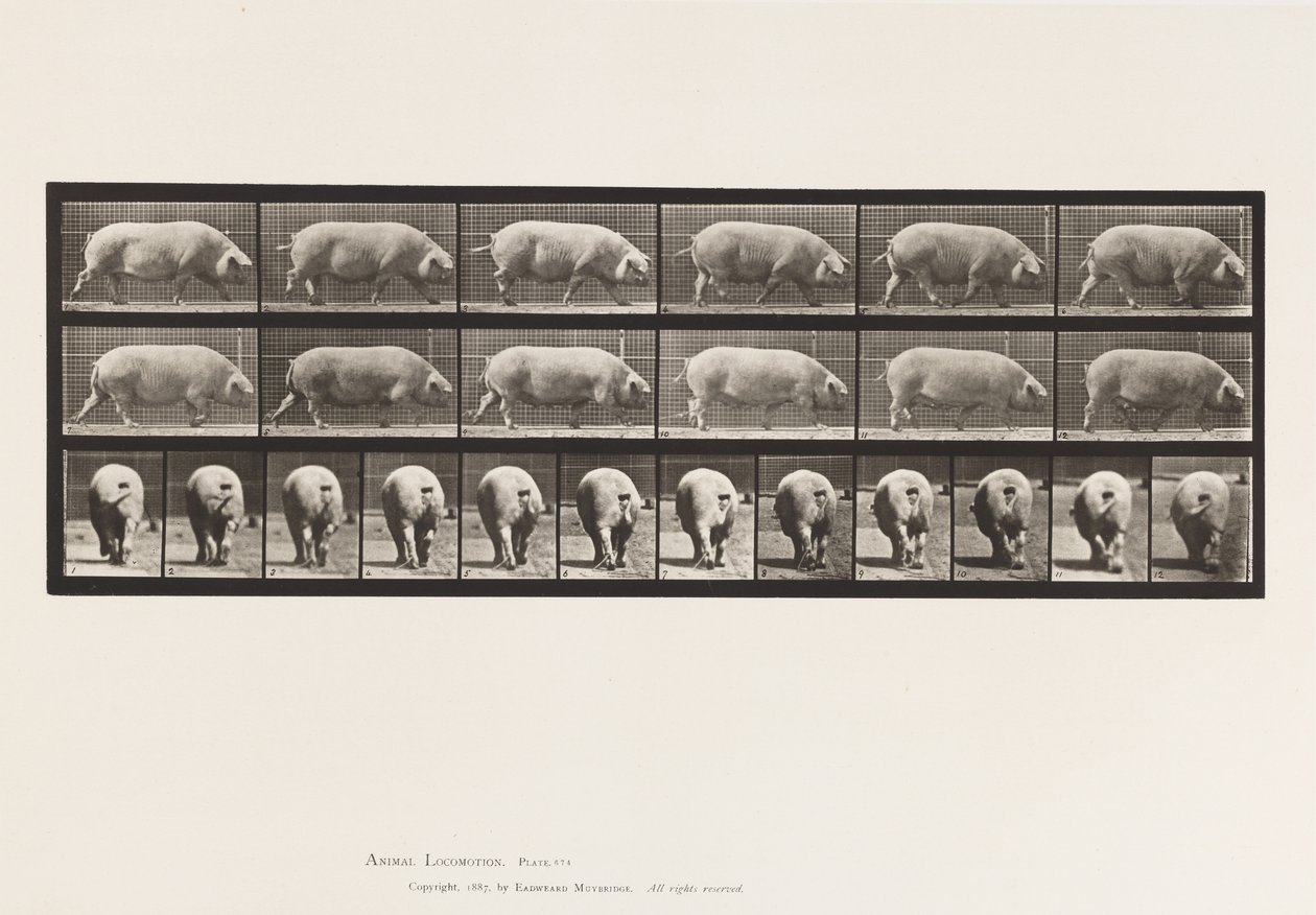 Plate 674. Purke; Går av Eadweard Muybridge