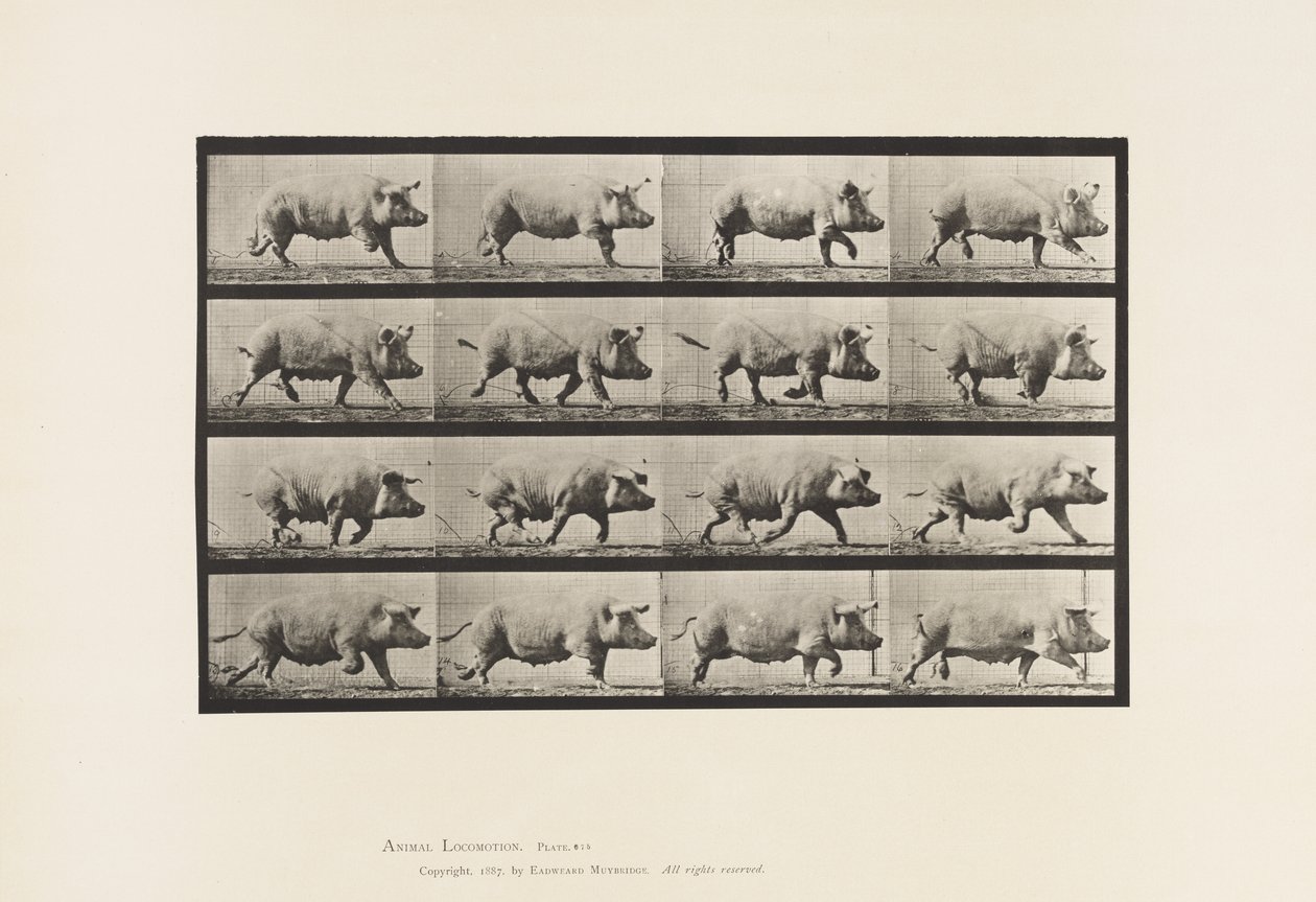 Tallerken 675. Purke; Trav av Eadweard Muybridge