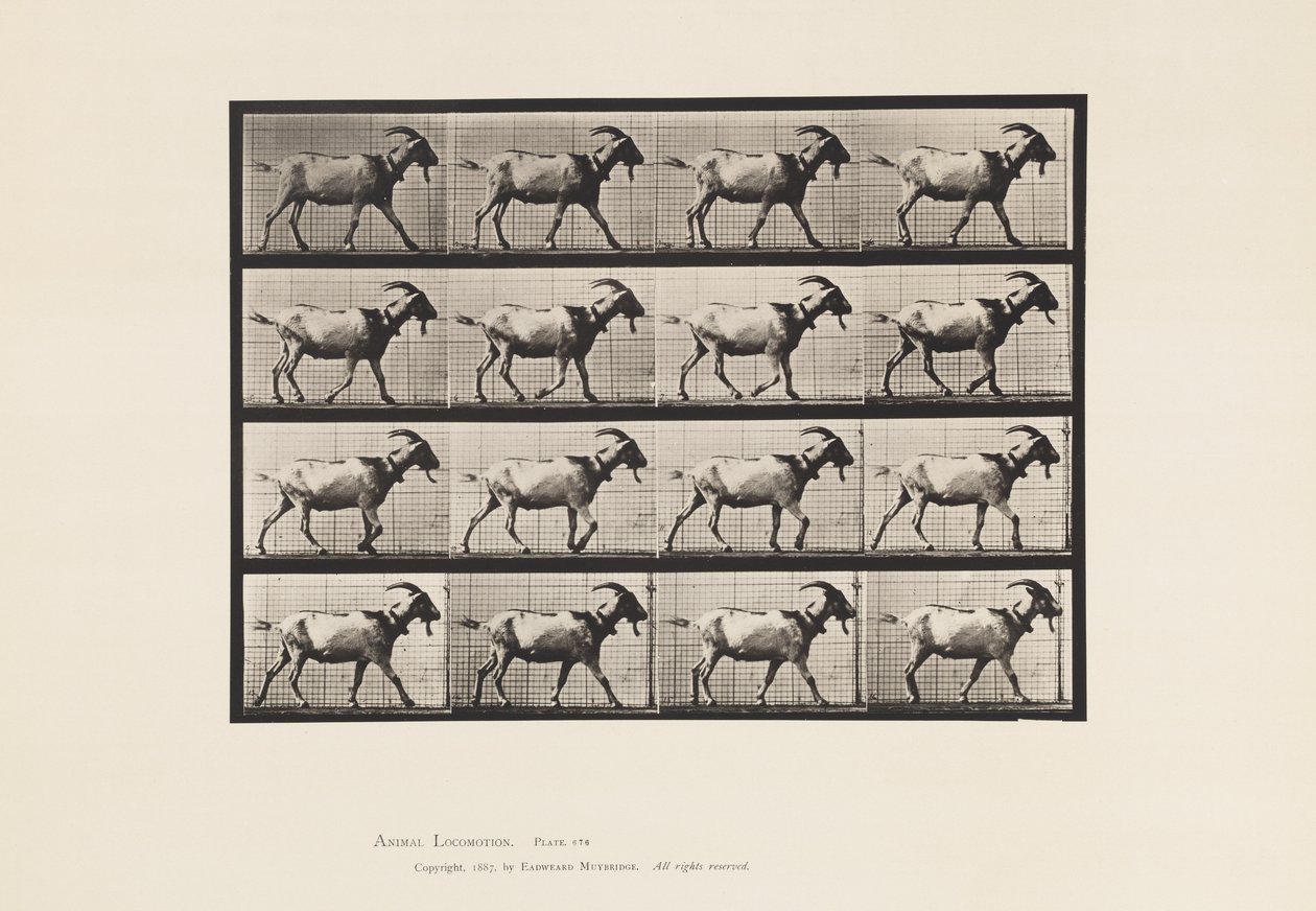Plate 676. Geit; Går av Eadweard Muybridge