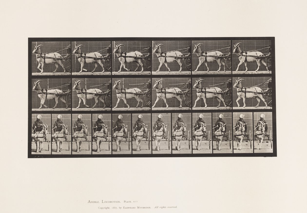 Plate 677. Geit; Vandrer i Sulky av Eadweard Muybridge