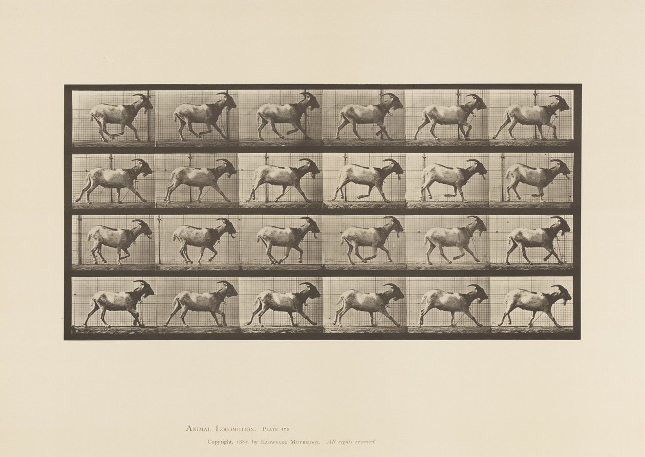 Plate 679. Geit; Galopperende av Eadweard Muybridge