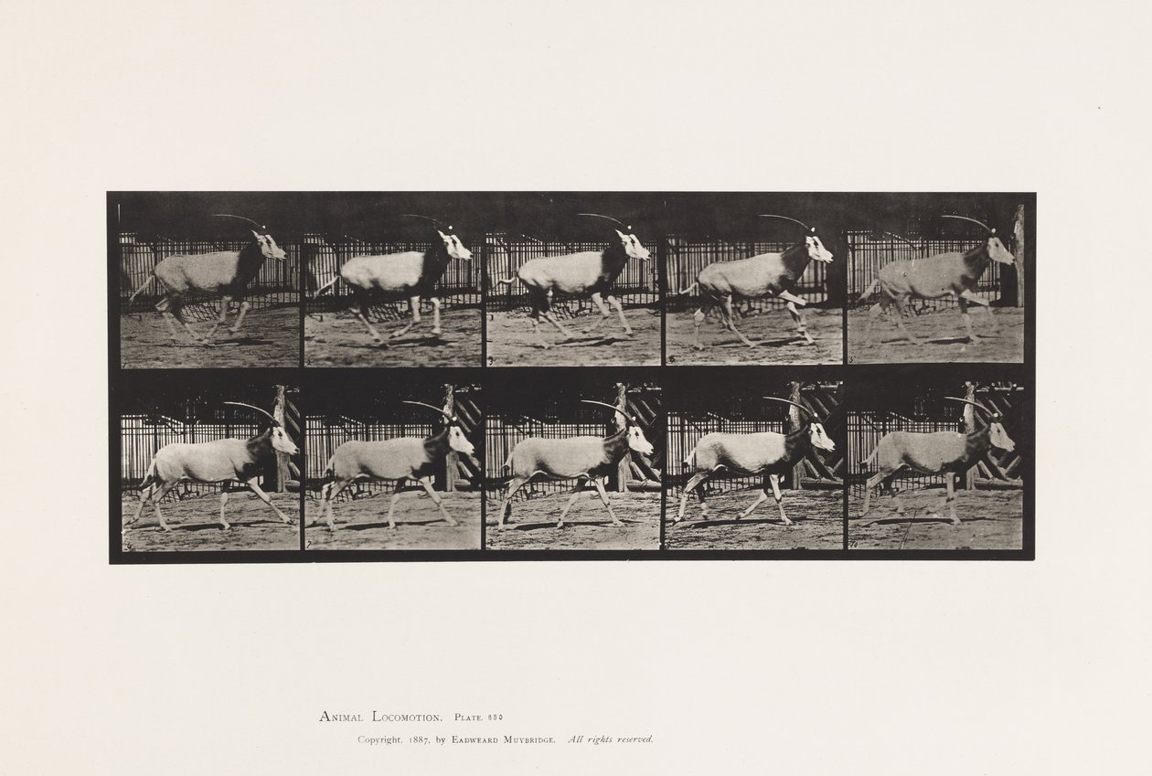 Tallerken 680. Orex; Galopperende av Eadweard Muybridge