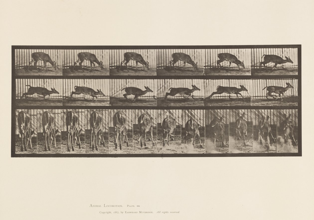Plate 681. Virginia Deer; (Ingen gevir) Bukk går av Eadweard Muybridge