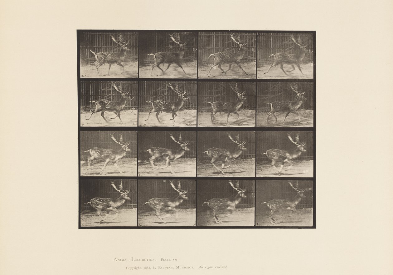 Plate 682. Brakk; Buck; A, Trav; B, Galopperende av Eadweard Muybridge