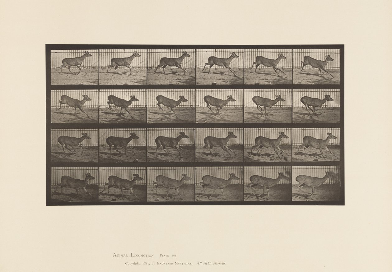 Plate 683. Virginia Deer; (Ingen gevir); Buck; Galopperende av Eadweard Muybridge