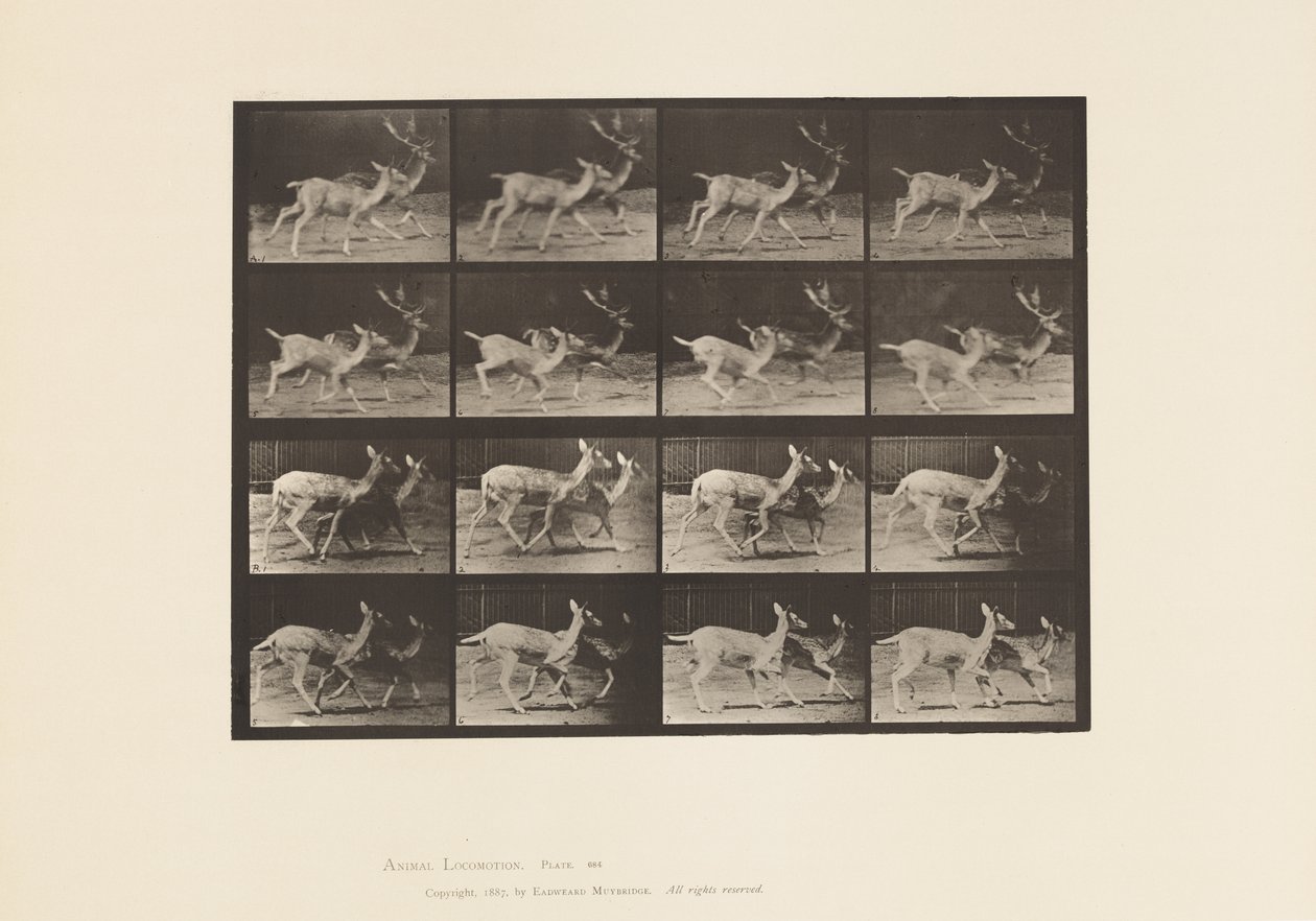 Plate 684. Dåhjort; A, Buck and Doe; B, To gjør; Trav av Eadweard Muybridge