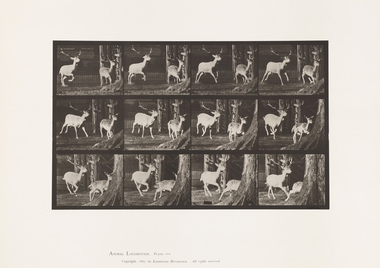 Plate 686. Dåhjort; Buck and Doe; Galopperende av Eadweard Muybridge