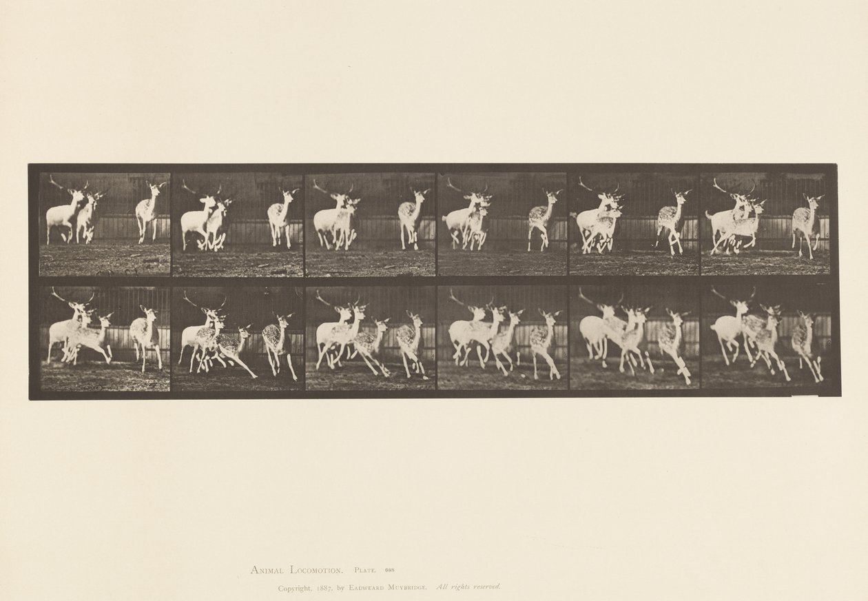 Plate 688. Dåhjort; Buck and Group of Does; Galopperende av Eadweard Muybridge