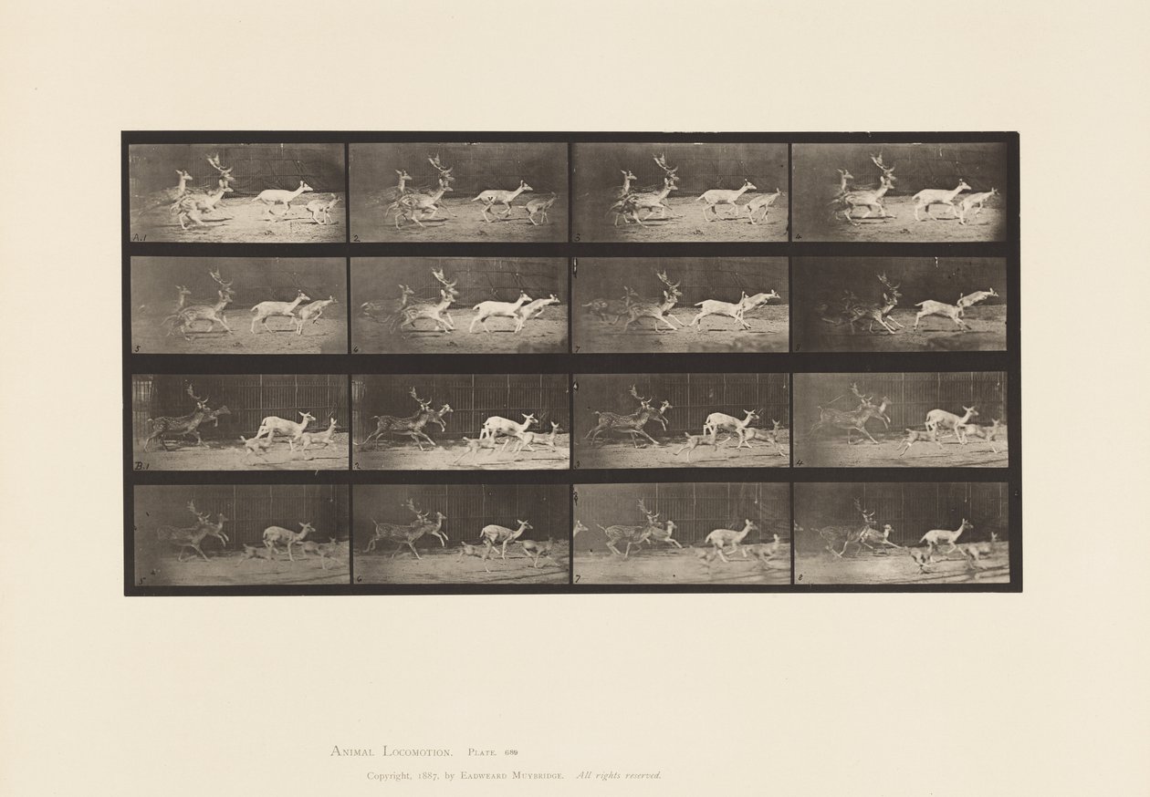 Plate 689. Dåhjort; A, B, Buck og Group of Does; Galopperende av Eadweard Muybridge