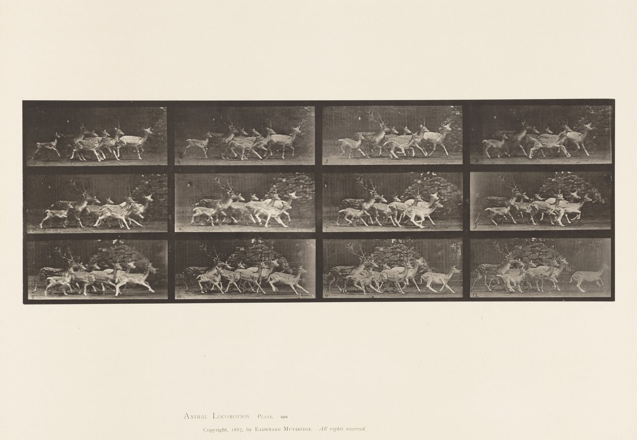 Plate 690. Dåhjort; Buck and Group of Does; Ulike bevegelser av Eadweard Muybridge