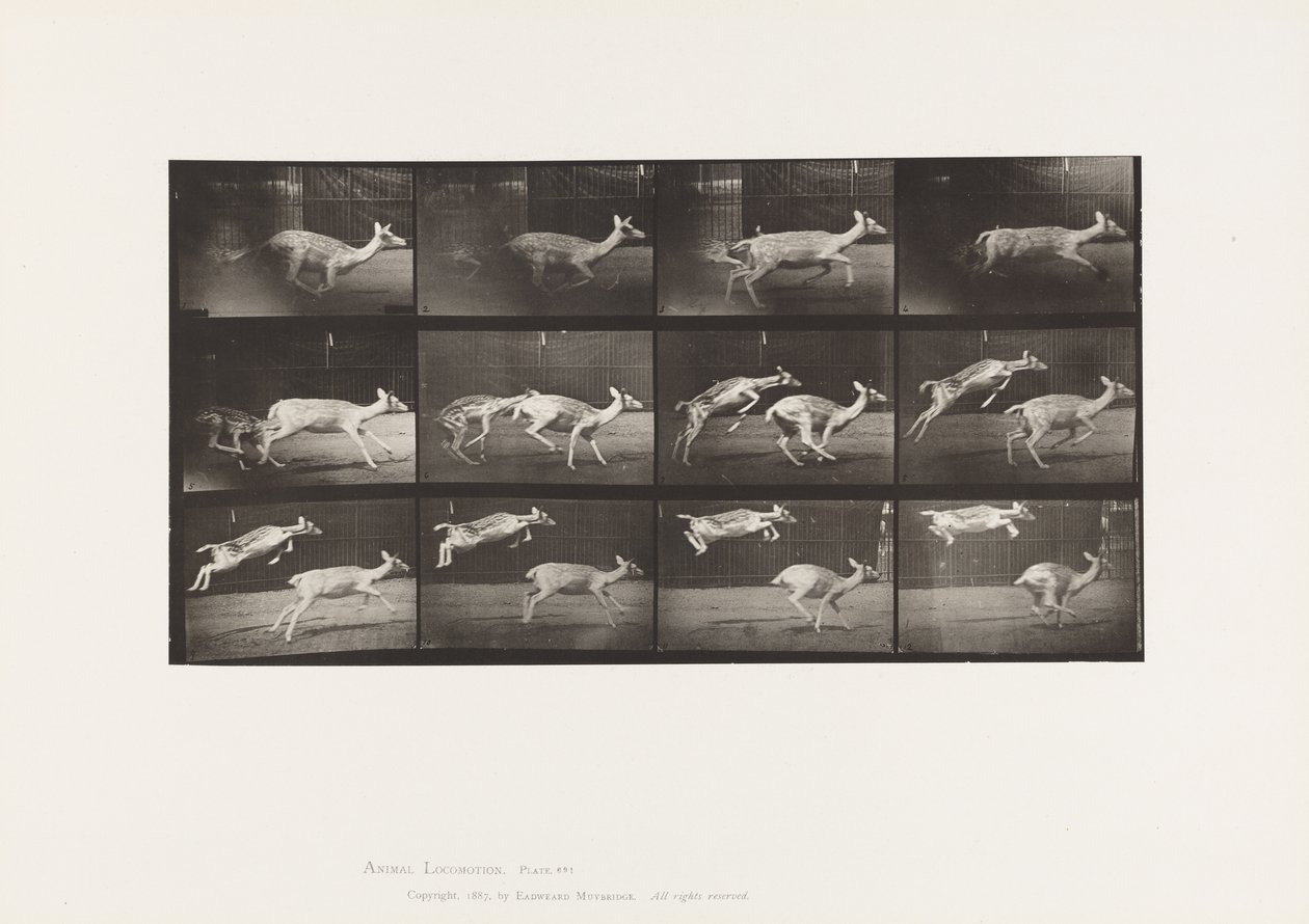 Plate 691. Dåhjort; Doe; Galopperende; og Kid; Hopping av Eadweard Muybridge