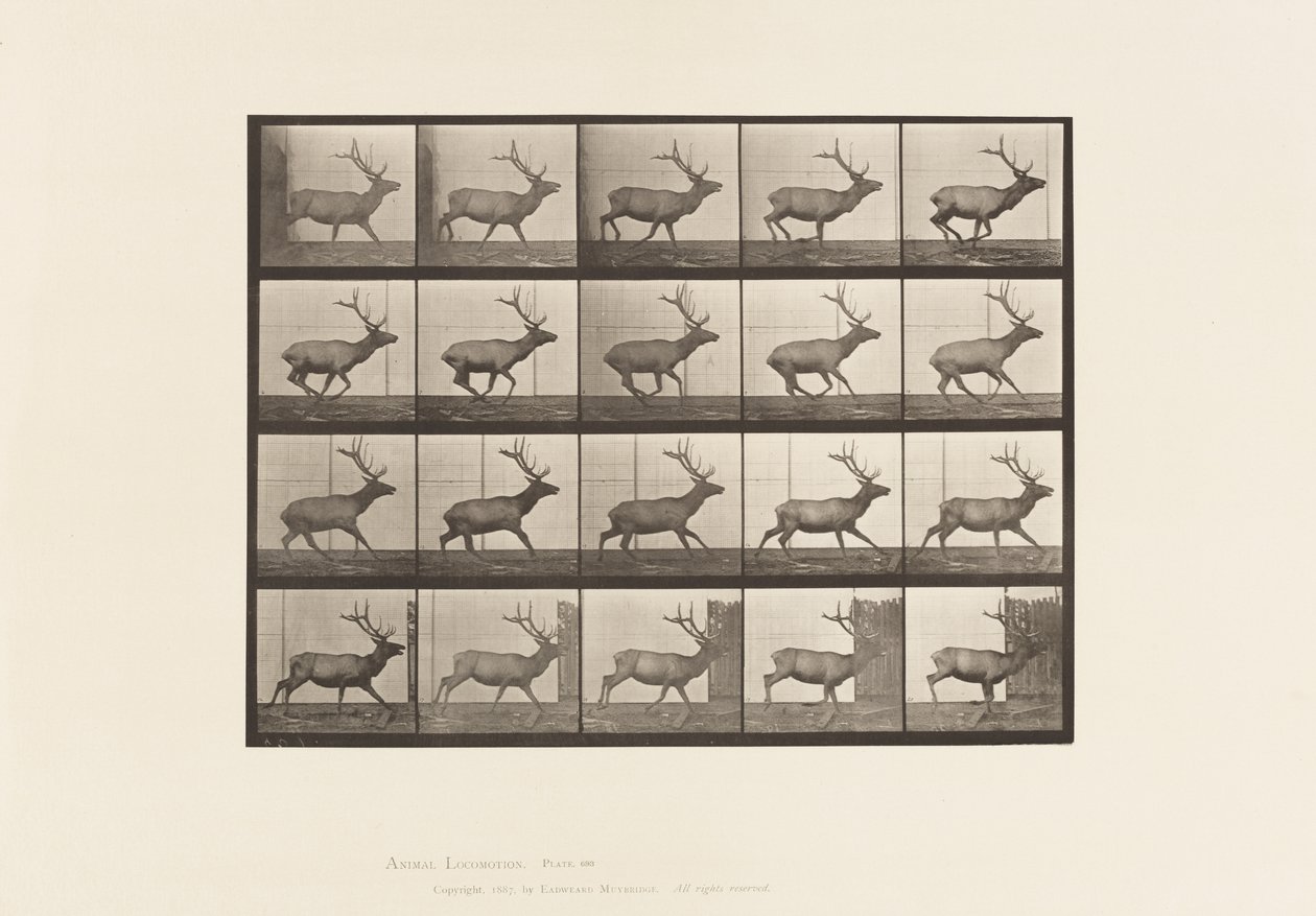 Plate 693. Elg, Galopperende av Eadweard Muybridge