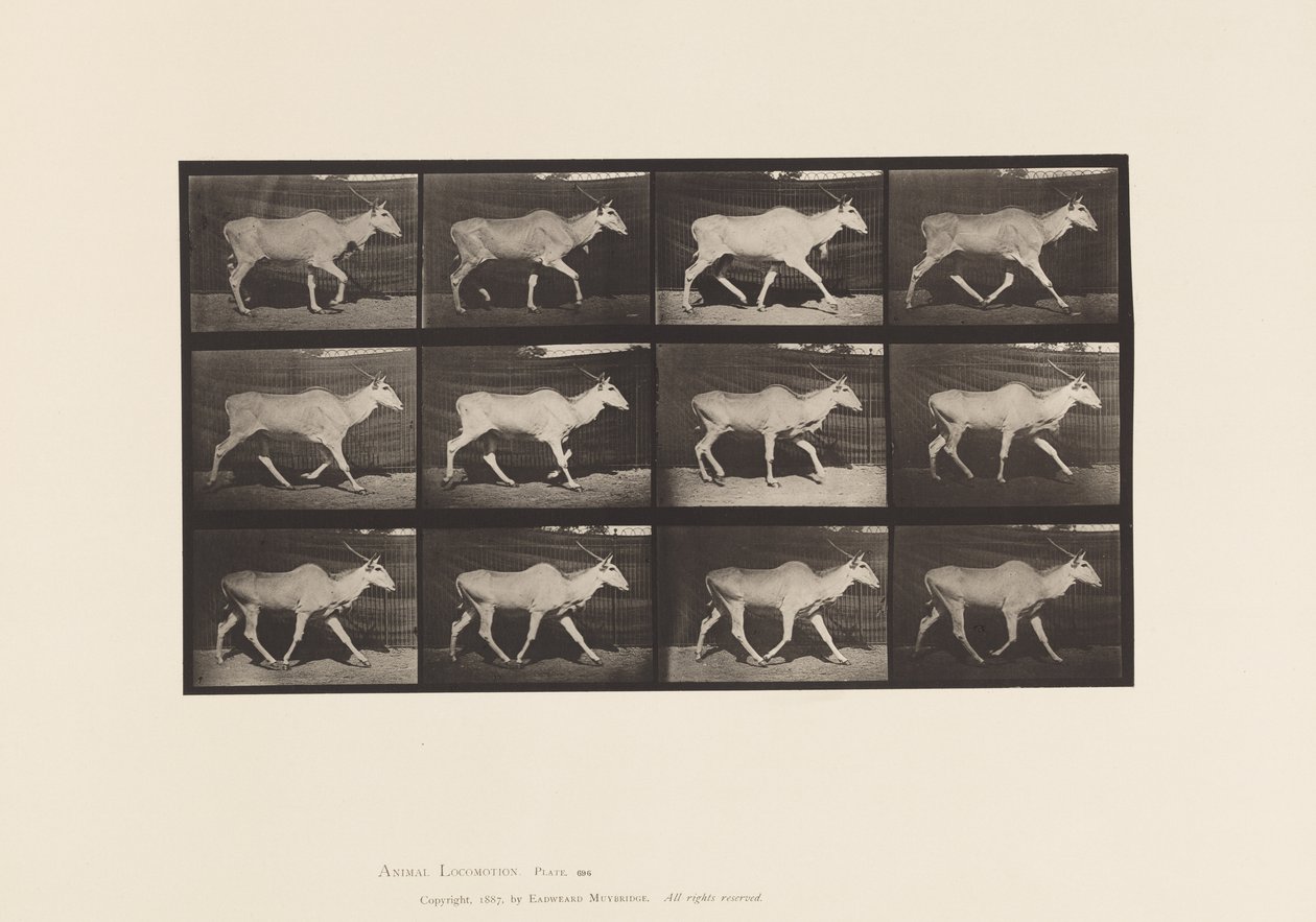Plate 696. Eland, Trav av Eadweard Muybridge