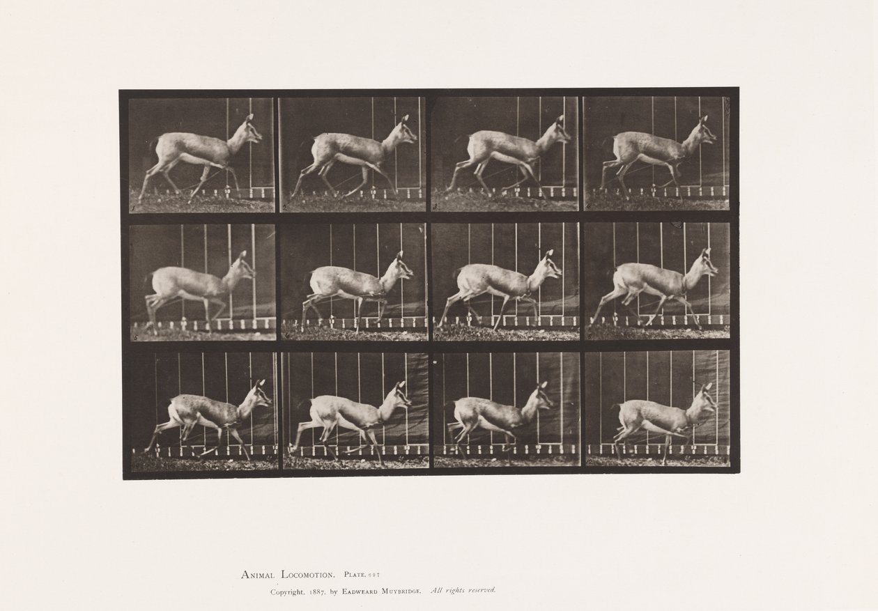 Plate 697. Antilope; Trav av Eadweard Muybridge