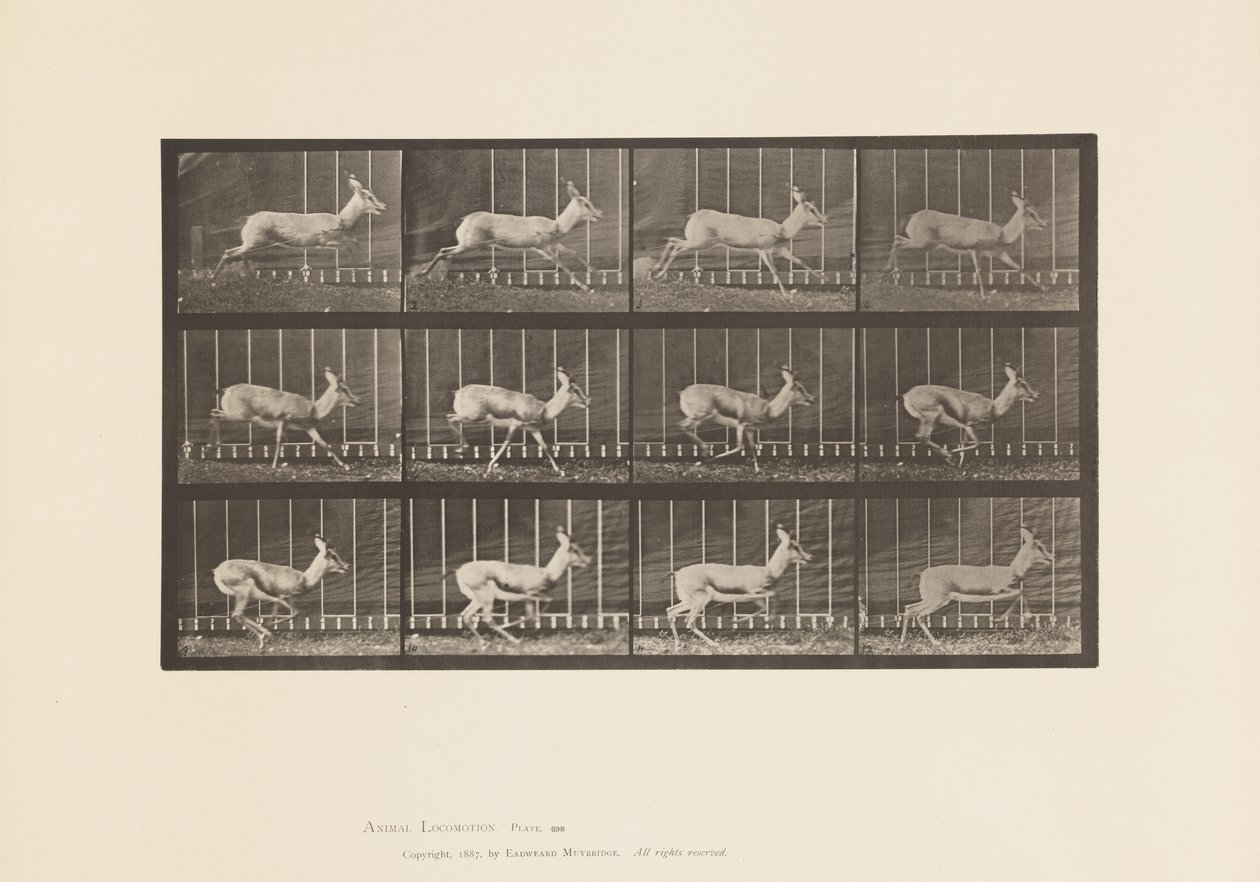 Plate 698. Antilope; Galopperende av Eadweard Muybridge