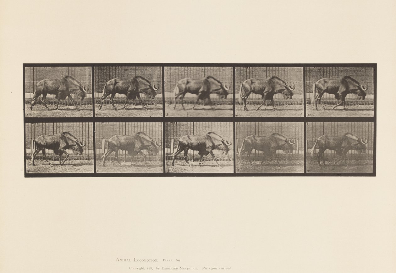 Plate 701. Gnu; Går av Eadweard Muybridge