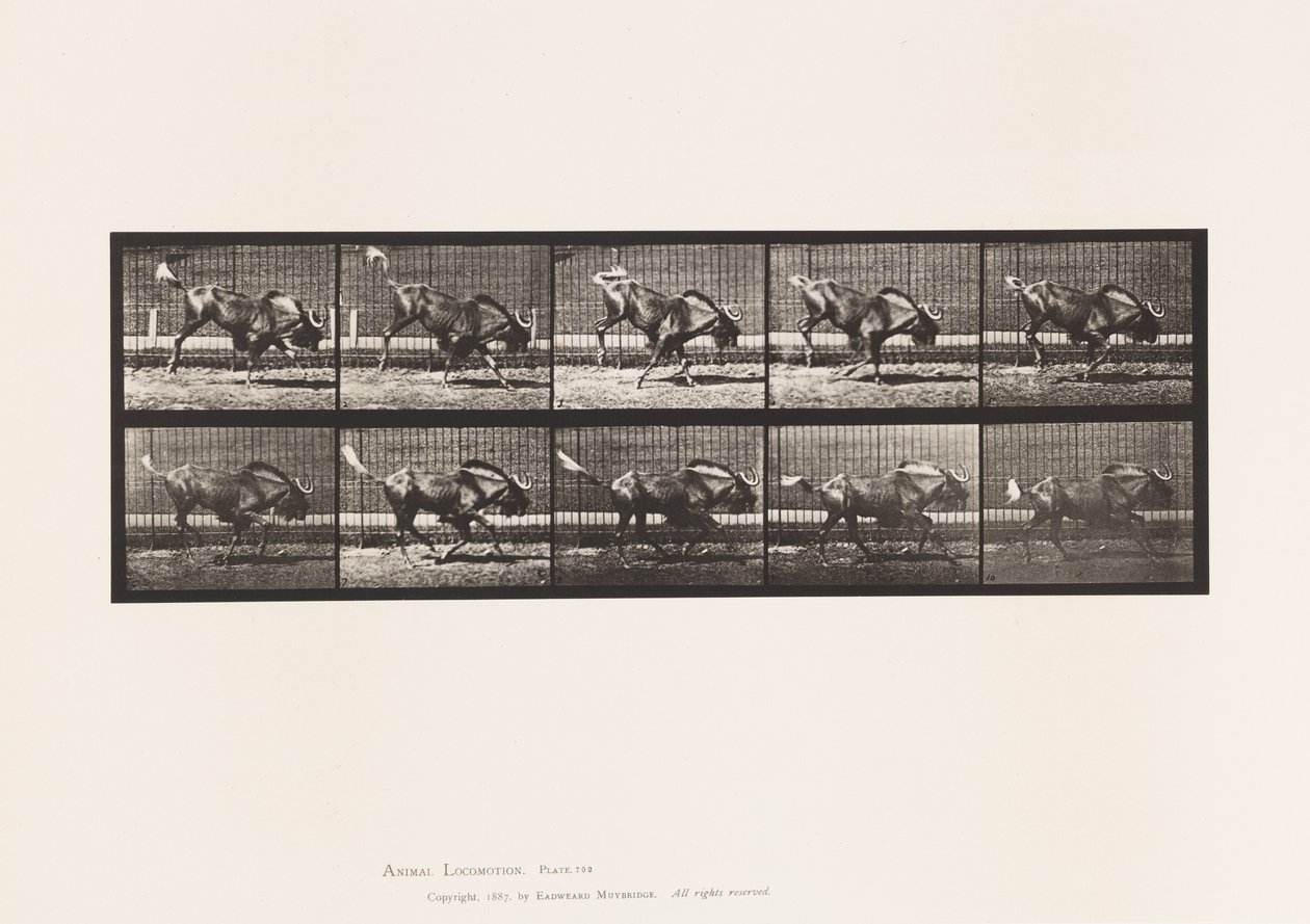 Plate 702. Gnu; Bukking og galopp av Eadweard Muybridge