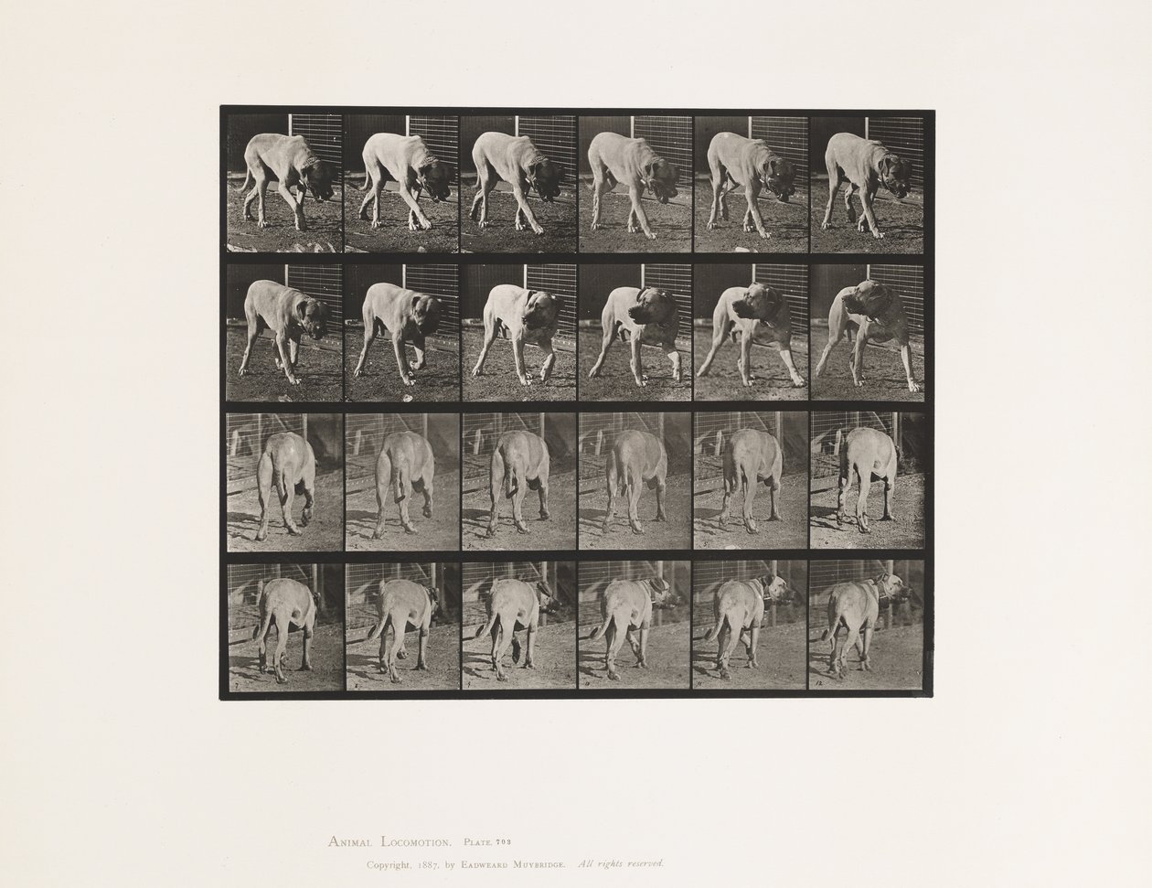 Plate 703. Hund; Turgåing; Avbrutt Mastiff-Dread av Eadweard Muybridge