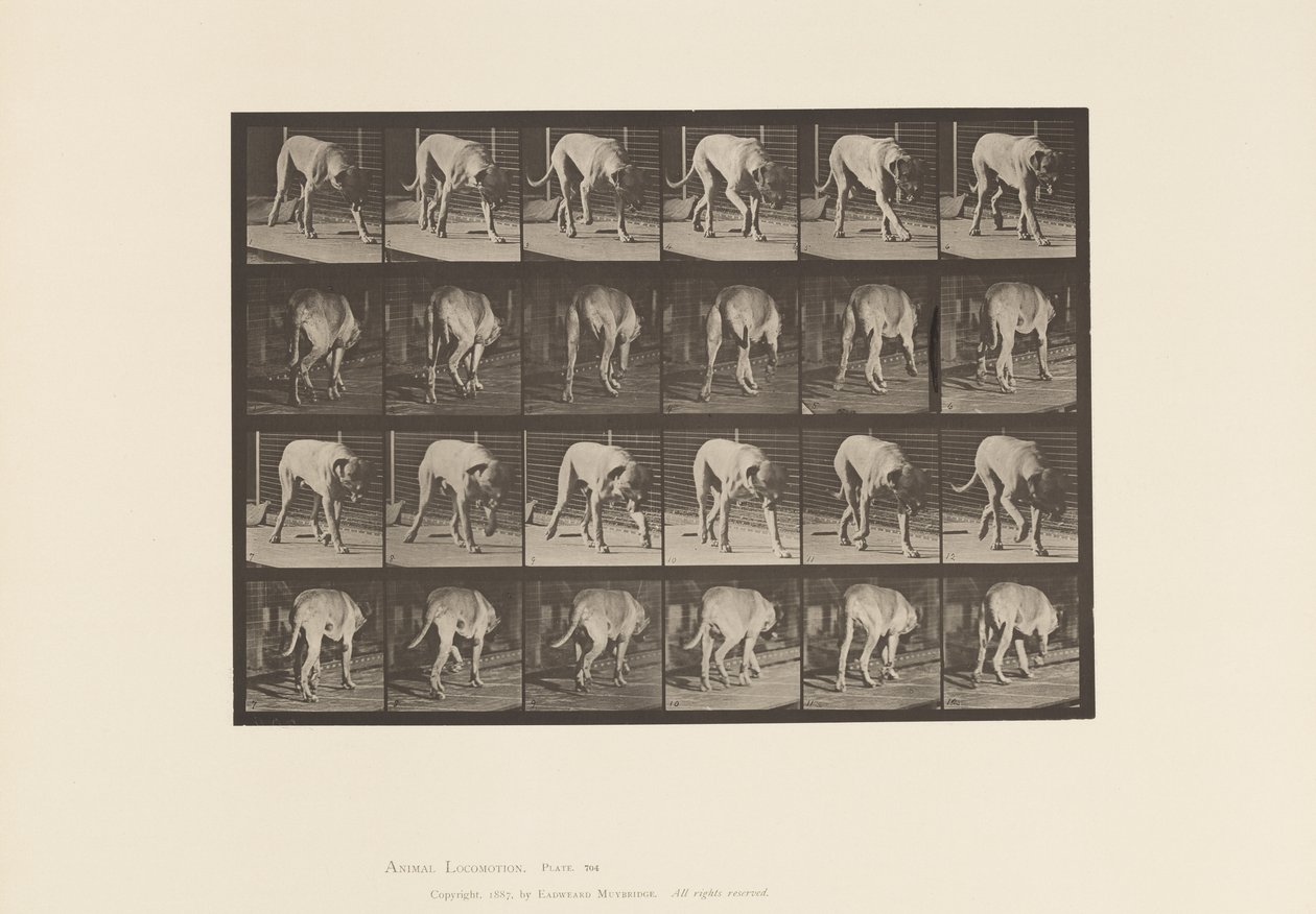 Plate 704. Hund; Turgåing; Mastiff av Eadweard Muybridge