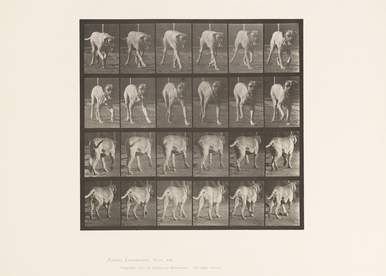 Plate 705. Hund; Trav; Mastiff av Eadweard Muybridge