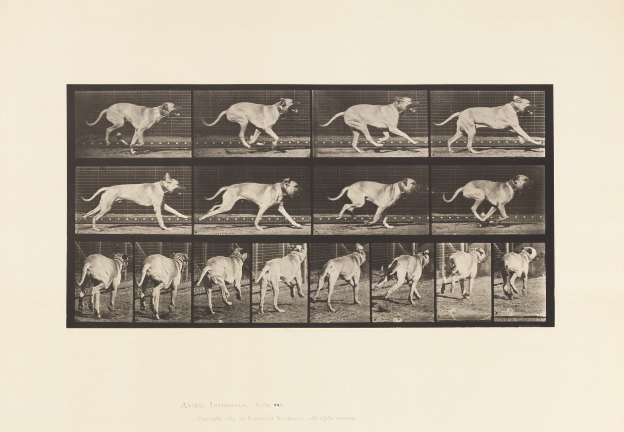 Plate 707. Hund; Galopperende; Mastiff av Eadweard Muybridge