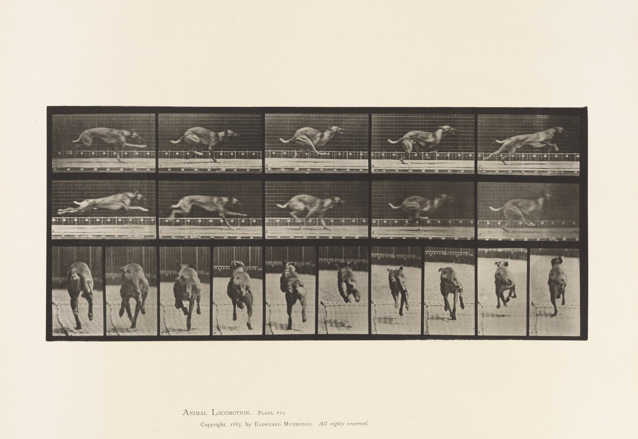 Plate 708. Hund; Galopperende; Brun racerhund av Eadweard Muybridge