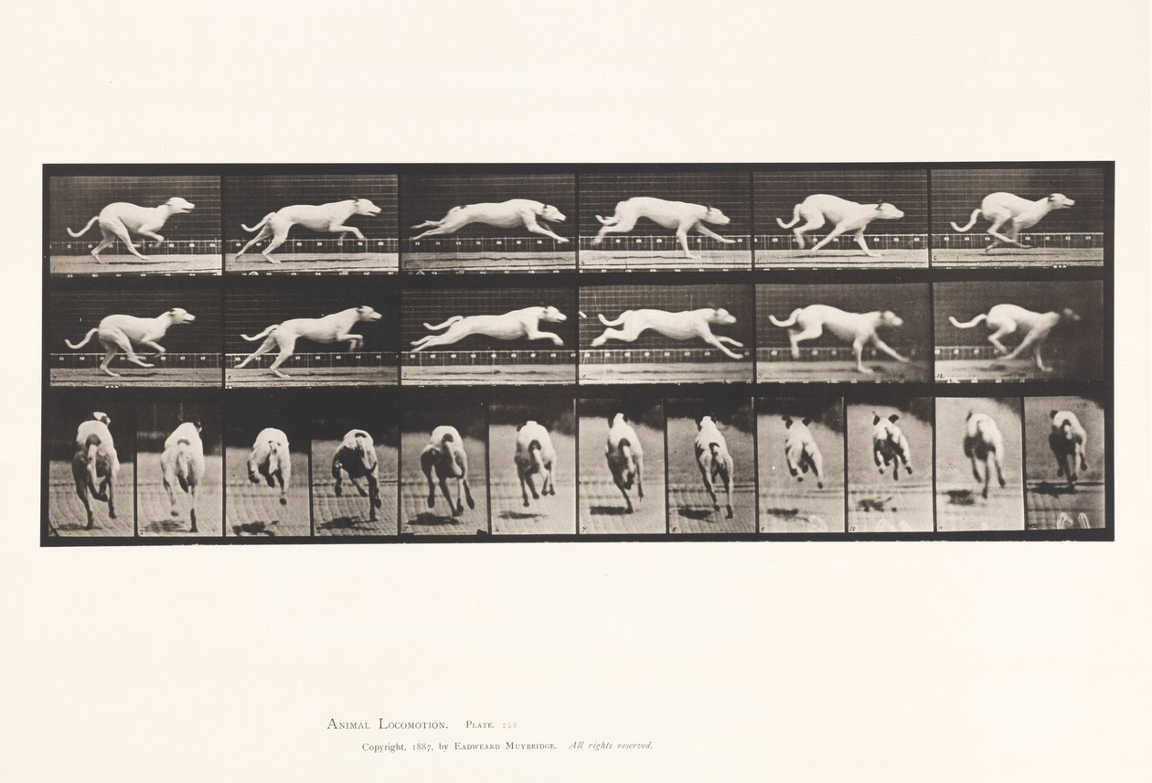 Plate 709. Hund; Galopperende; Hvit Racing Hound Maggie av Eadweard Muybridge