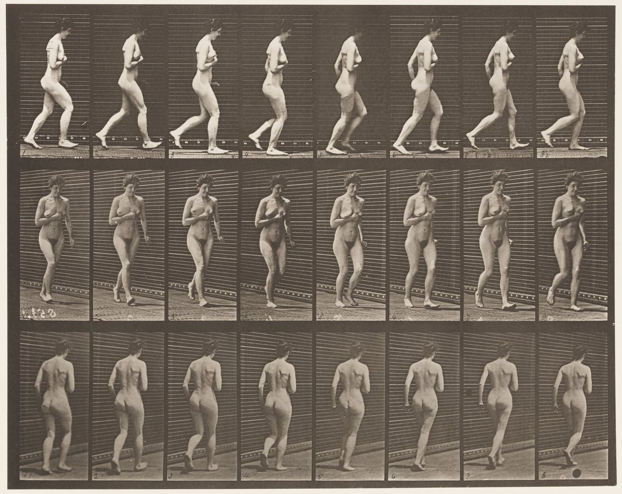 Plate 70. Running., 1872-1885 av Eadweard Muybridge