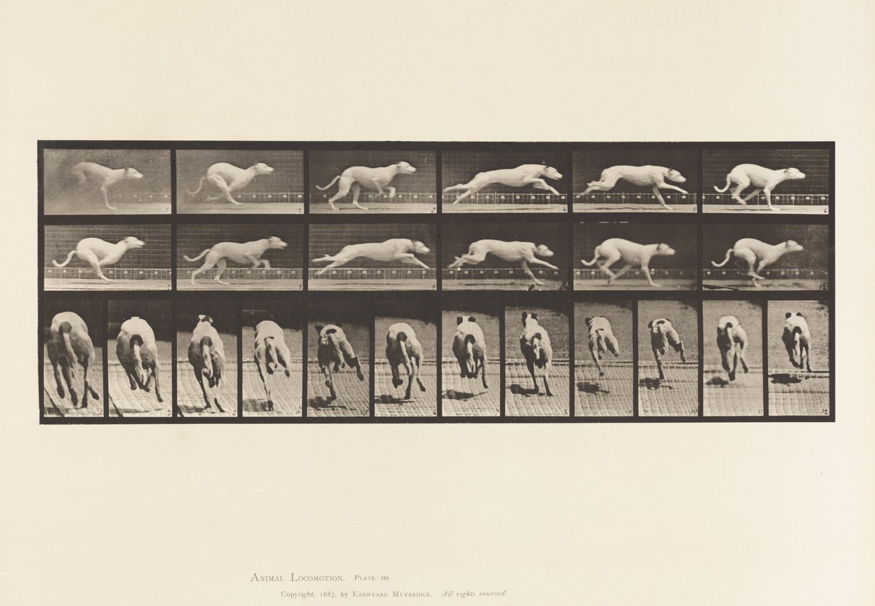Tallerken 710. Hund; Galopperende; White Racing Hound Maggie av Eadweard Muybridge