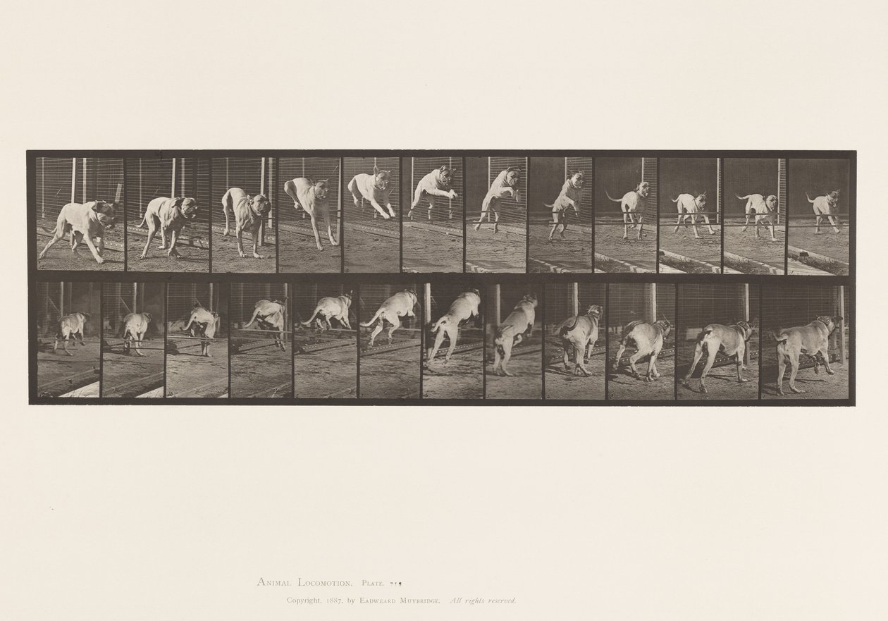 Plate 712. Hund; Hoppehekk; Mastiff, Dread av Eadweard Muybridge