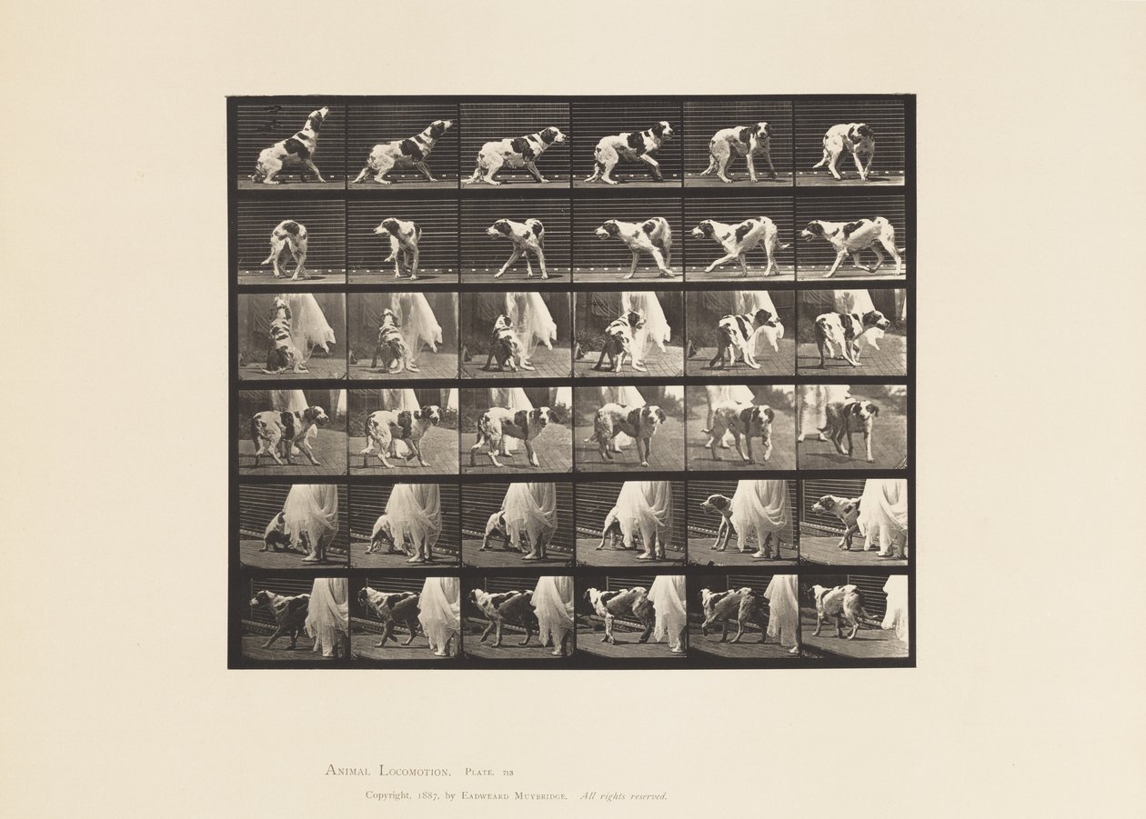Plate 713. Hund; Snu rundt, etc; Setter Kate av Eadweard Muybridge