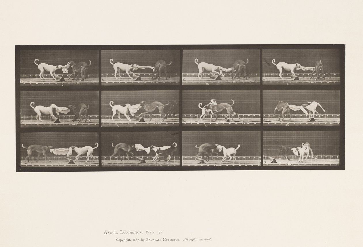 Tallerken 715. Hunder; Tre, dra i et håndkle, Ike, Maggie, etc. av Eadweard Muybridge