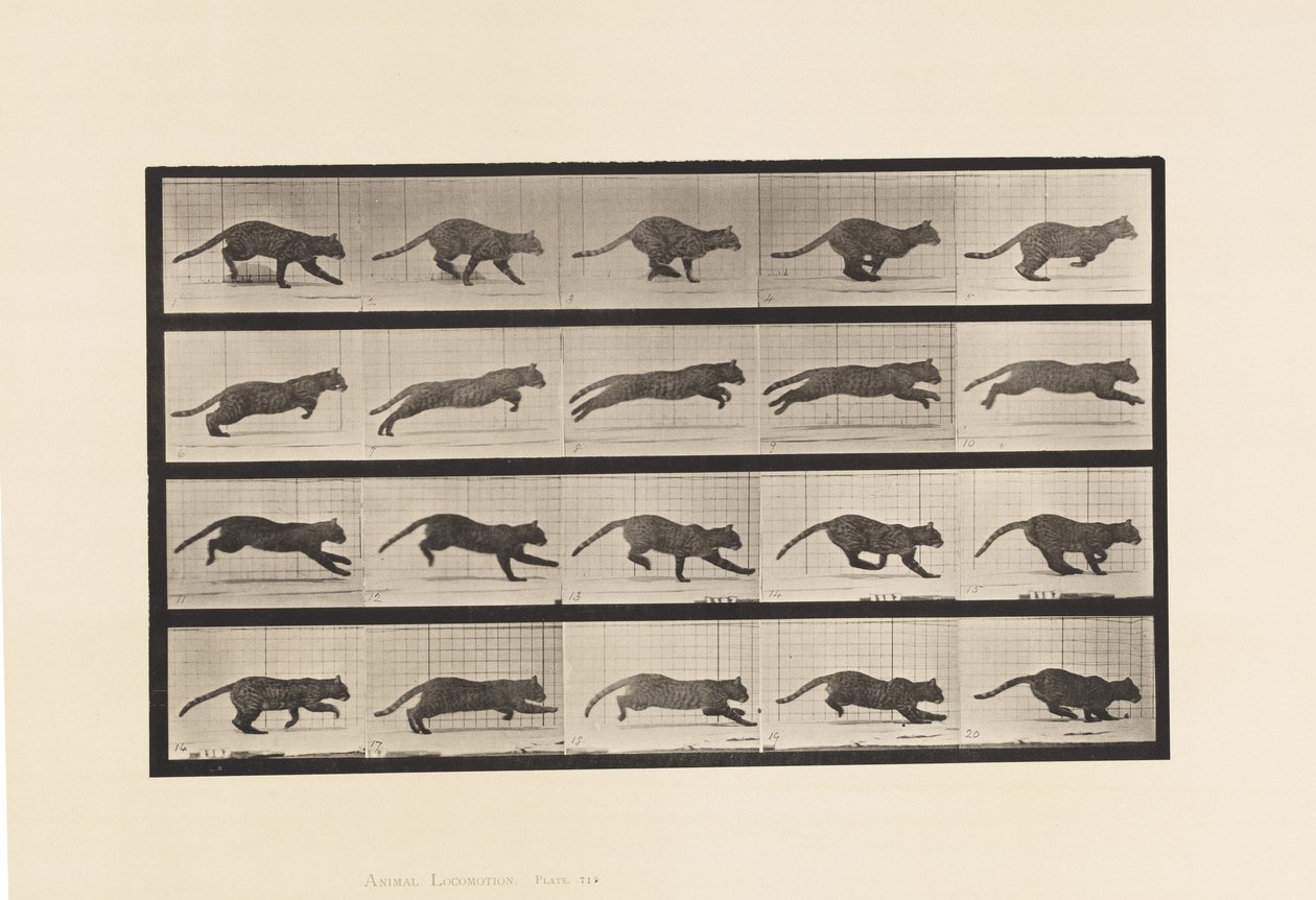 Plate 719. Katt; Galopperende av Eadweard Muybridge