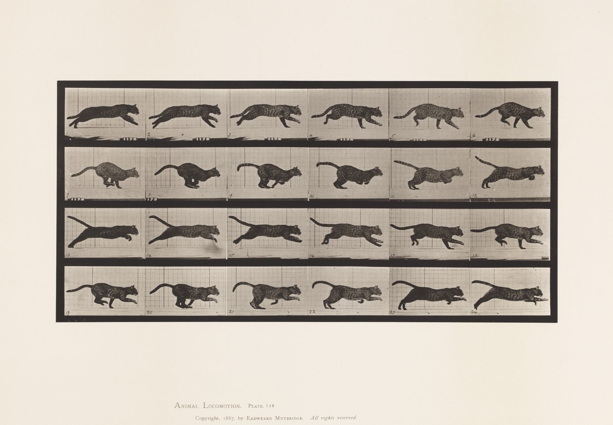 Plate 720. Katt; Galopperende av Eadweard Muybridge