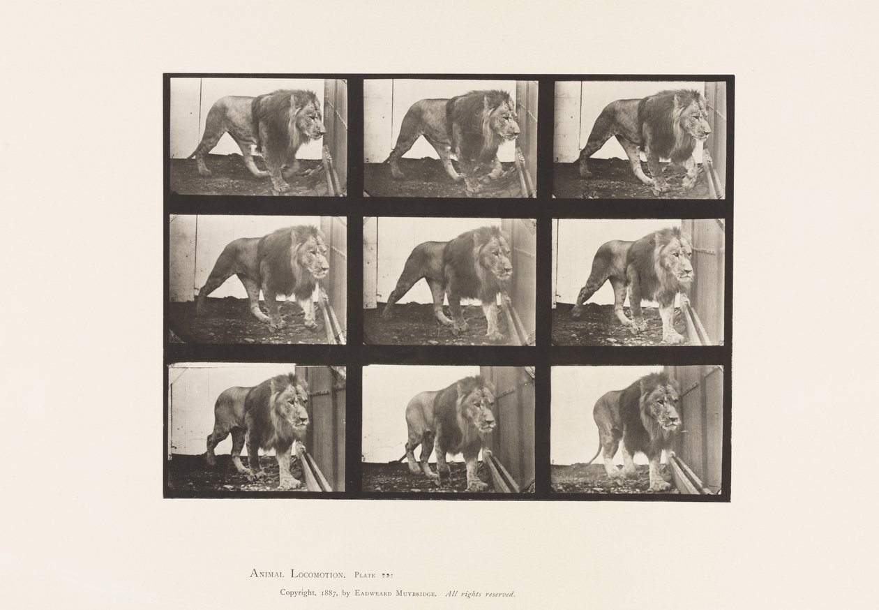 Tallerken 721. Løve; Går av Eadweard Muybridge